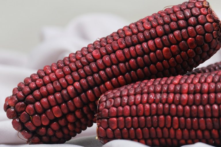 Red corn cobs displayed closely with detailed kernels.