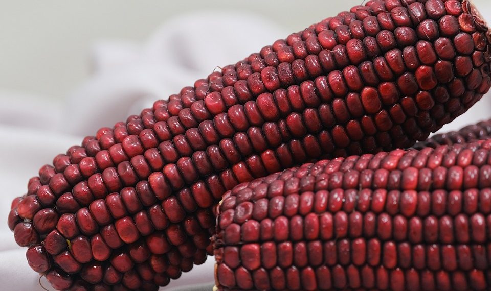 Red corn cobs displayed closely with detailed kernels.