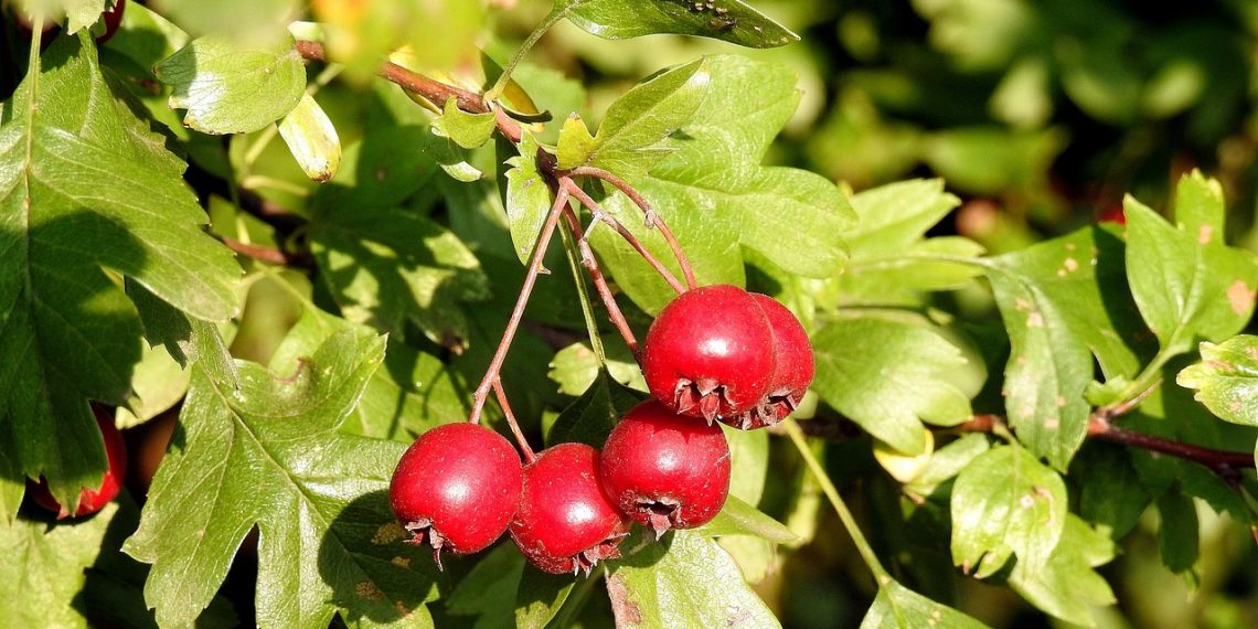 Ripe hawthorn berries hanging on leafy branches.