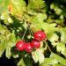 Ripe hawthorn berries hanging on leafy branches.