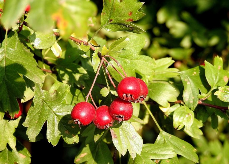 Ripe hawthorn berries hanging on leafy branches.