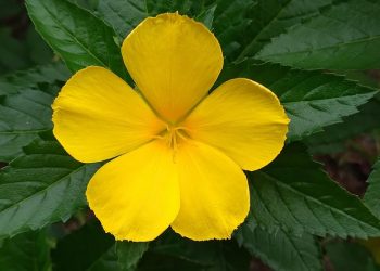 Yellow flower blooming amidst green leaves.