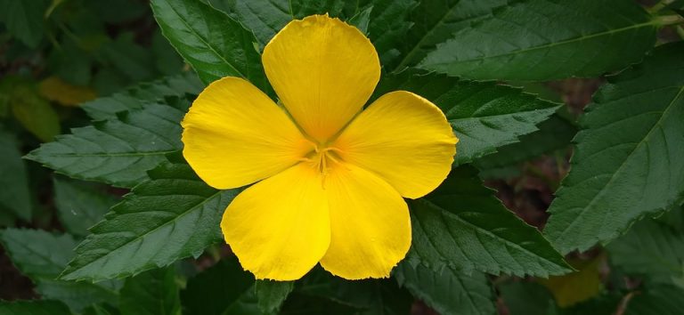 Yellow flower blooming amidst green leaves.