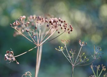 Dried dill seeds in natural sunlight.