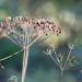 Dried dill seeds in natural sunlight.
