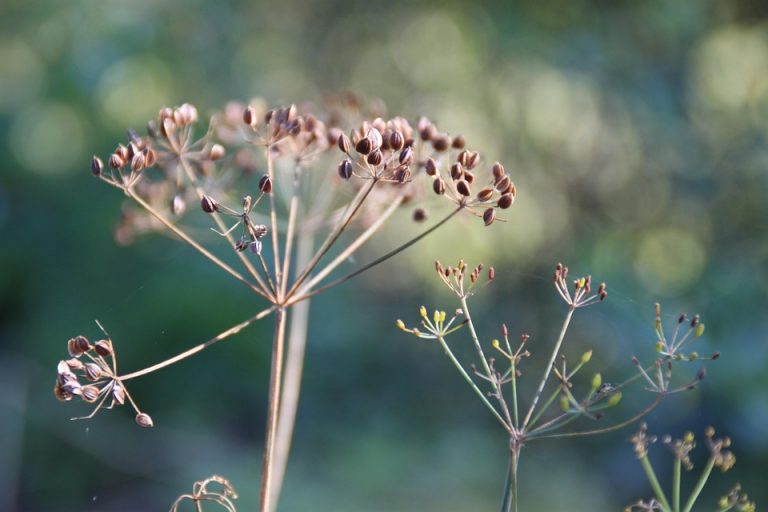 Dried dill seeds in natural sunlight.