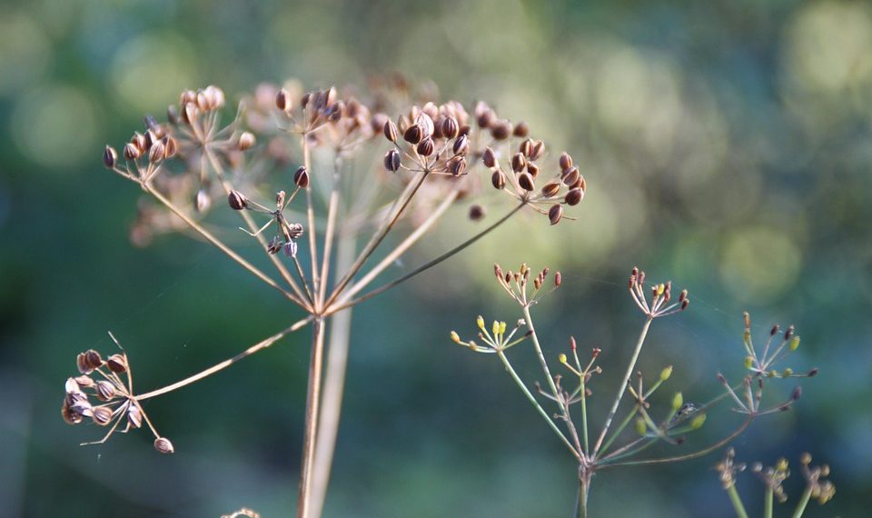 Dried dill seeds in natural sunlight.