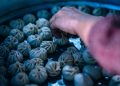 Hand selecting freshly steamed dumplings.