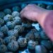 Hand selecting freshly steamed dumplings.