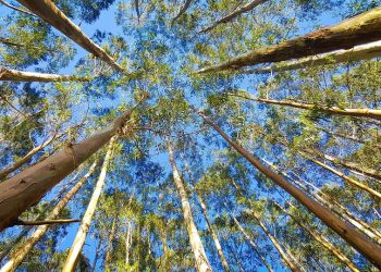 Tall eucalyptus trees extending towards a clear blue sky.