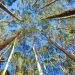 Tall eucalyptus trees extending towards a clear blue sky.