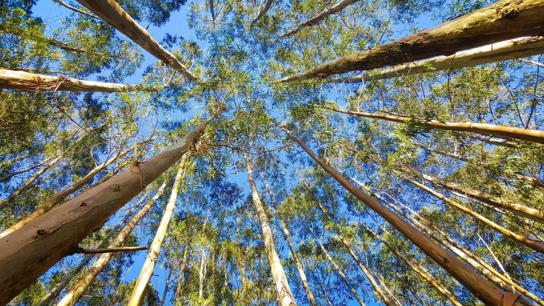 Tall eucalyptus trees extending towards a clear blue sky.