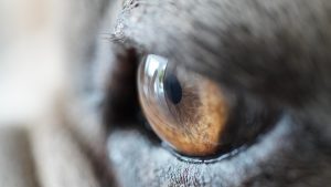 Close-up of a cat's eye showing detailed brown iris texture.