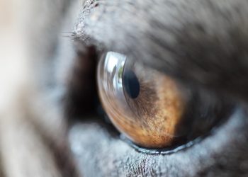 Close-up of a cat's eye showing detailed brown iris texture.