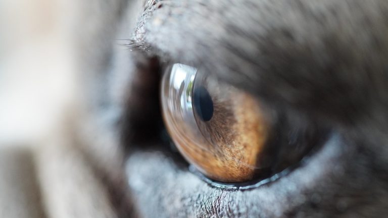 Close-up of a cat's eye showing detailed brown iris texture.
