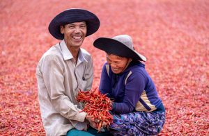 Farmers smiling while harvesting red chilies.