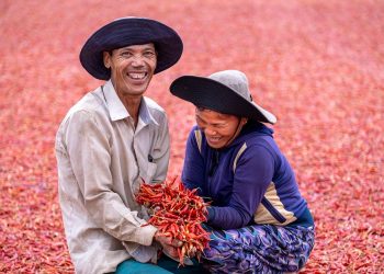 Farmers smiling while harvesting red chilies.