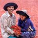 Farmers smiling while harvesting red chilies.