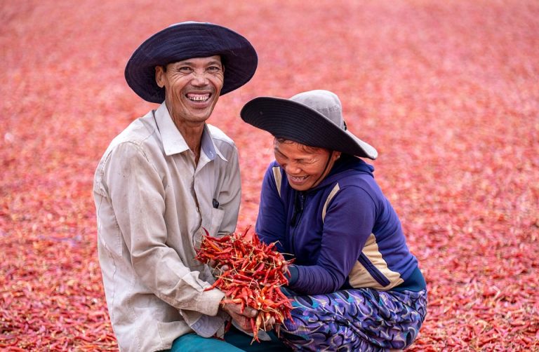 Farmers smiling while harvesting red chilies.