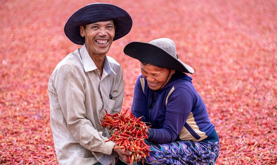 Farmers smiling while harvesting red chilies.