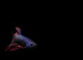 Betta fish swimming gracefully against a black background.