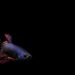 Betta fish swimming gracefully against a black background.