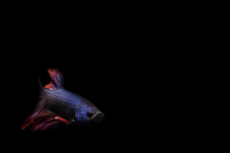 Betta fish swimming gracefully against a black background.