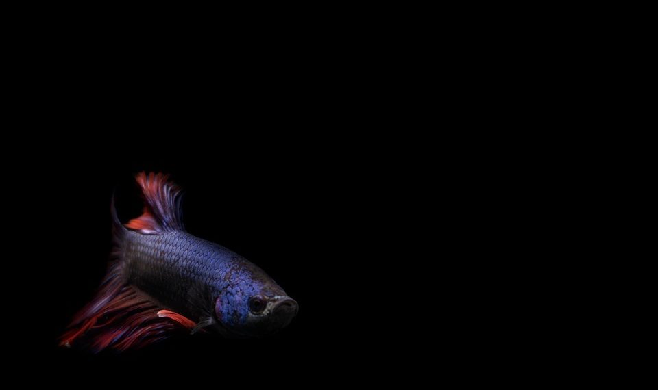 Betta fish swimming gracefully against a black background.