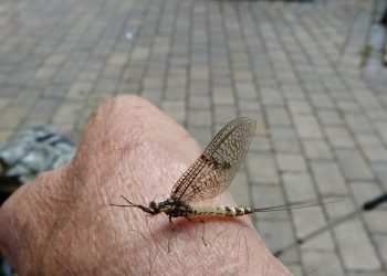 Mayfly resting on a person's hand outdoors.