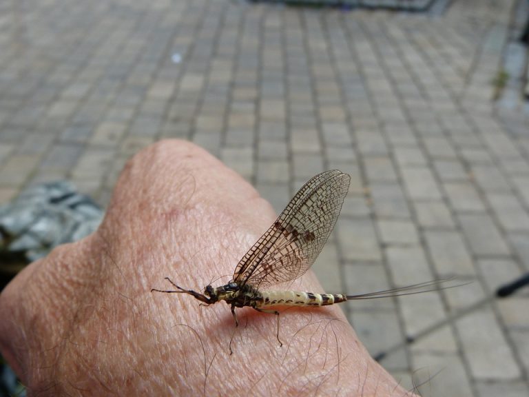 Mayfly resting on a person's hand outdoors.