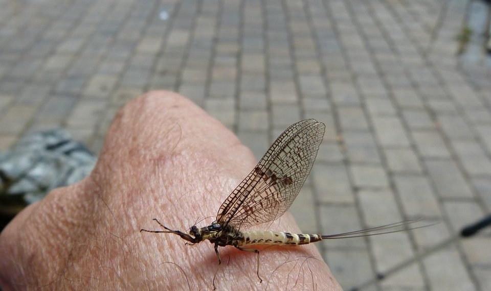 Mayfly resting on a person's hand outdoors.