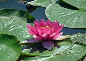Pink lotus flower blooming on lily pads in a pond.