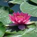 Pink lotus flower blooming on lily pads in a pond.