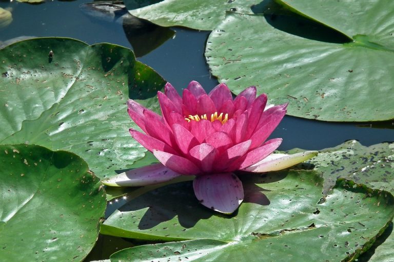 Pink lotus flower blooming on lily pads in a pond.