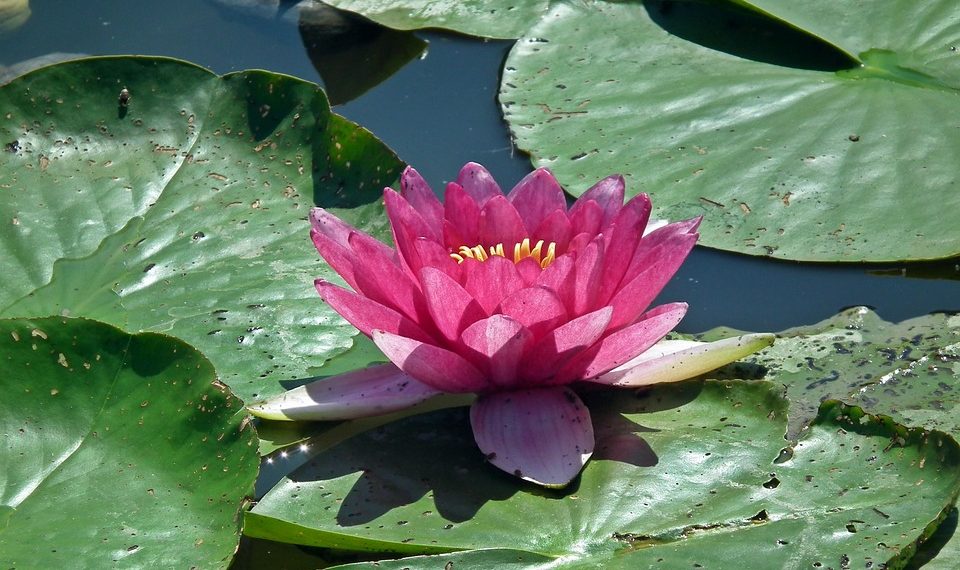 Pink lotus flower blooming on lily pads in a pond.