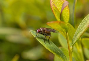 Fly resting on a green leaf amidst lush foliage.