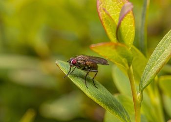 Fly resting on a green leaf amidst lush foliage.