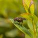 Fly resting on a green leaf amidst lush foliage.