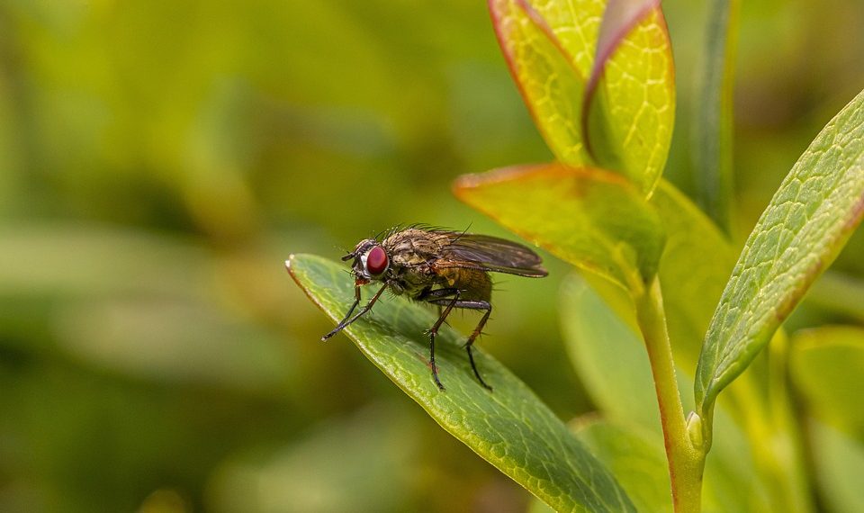 Fly resting on a green leaf amidst lush foliage.