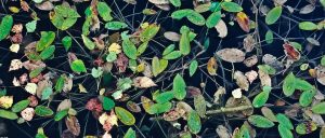 Floating leaves on a pond with droplets.