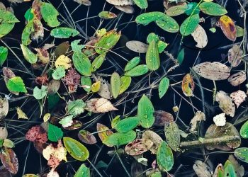 Floating leaves on a pond with droplets.