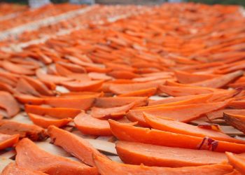 Drying sliced persimmons in the sun on a bamboo mat.