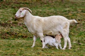 Goat nursing its kid in a grassy field.