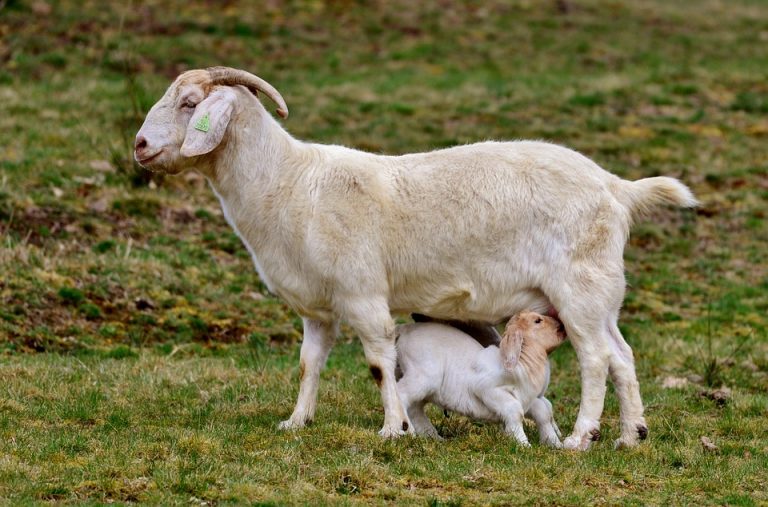 Goat nursing its kid in a grassy field.
