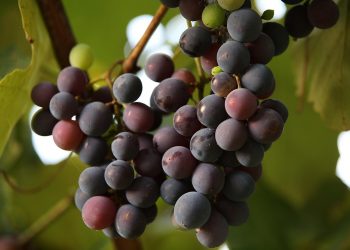 Grapes hanging on a vine in the sunlight.