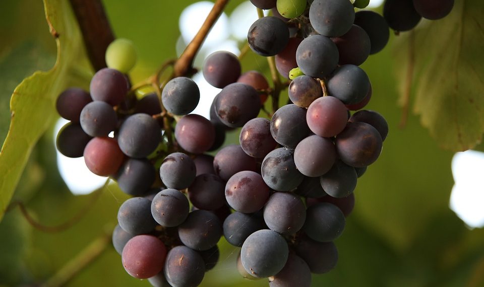 Grapes hanging on a vine in the sunlight.