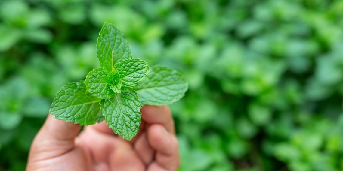 Hand holding fresh mint leaves in a garden.