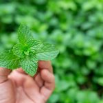 Hand holding fresh mint leaves in a garden.