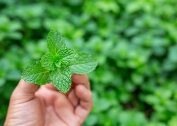 Hand holding fresh mint leaves in a garden.