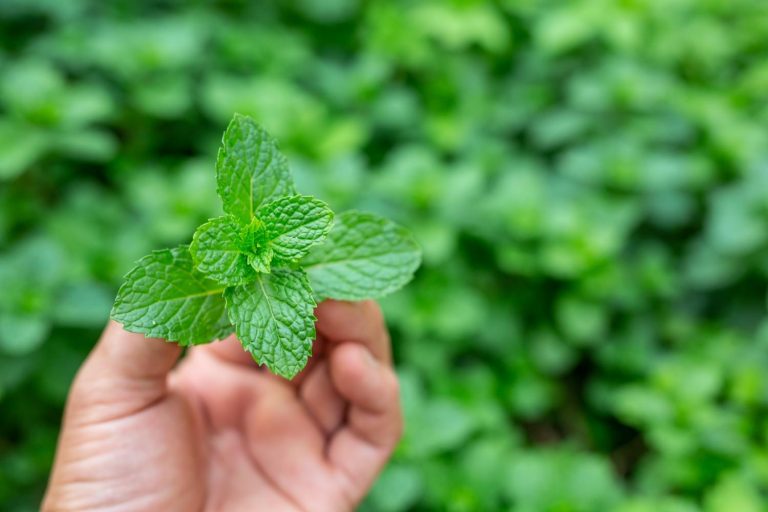 Hand holding fresh mint leaves in a garden.
